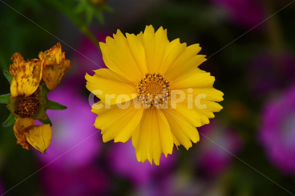 꽃,예쁜,색갈,색감,꽃들,빛감,노란색,식물,자연,plants,nature,꽃,flower