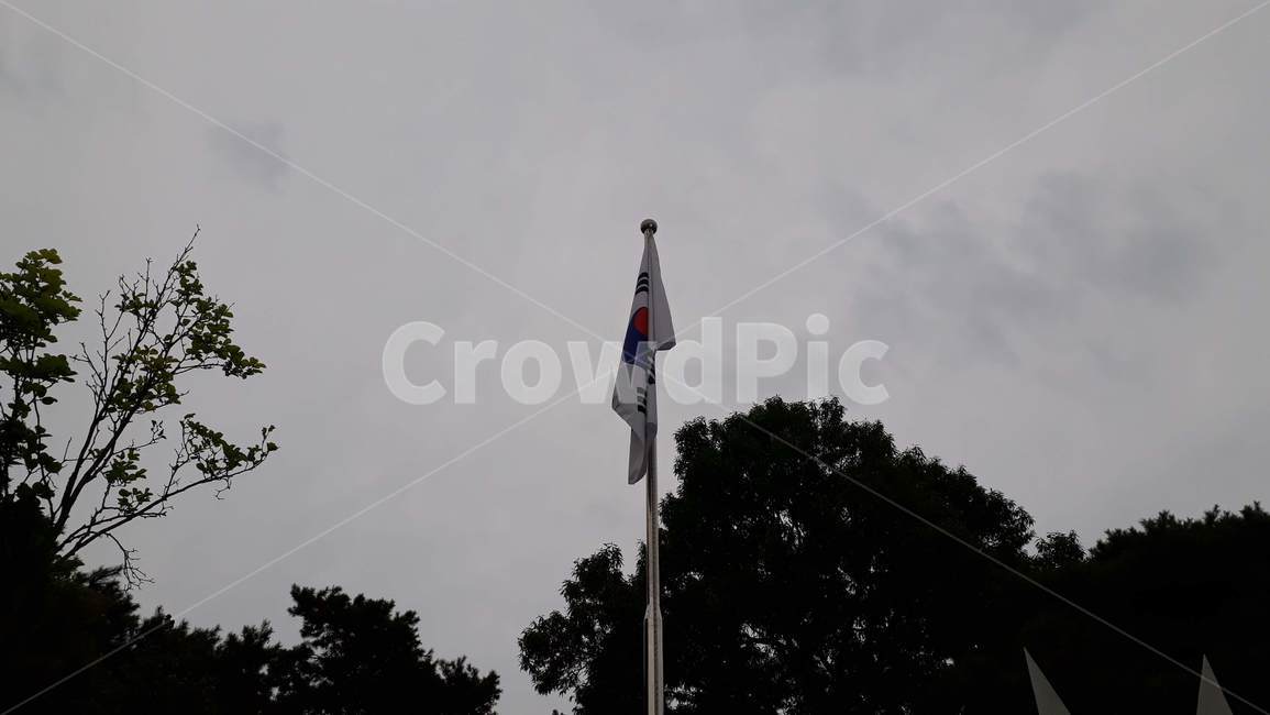 태극기,하늘,자연,나무,우리나라