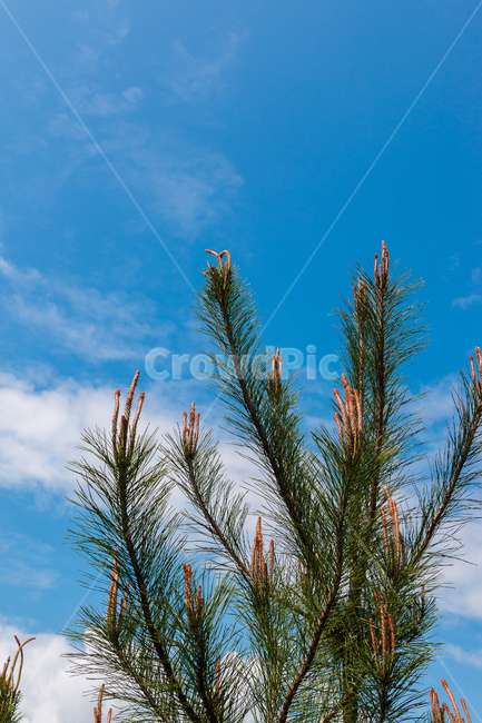 소나무,나무,전나무,plant,식물,tree,하늘,sky,파랑,파란색,blue