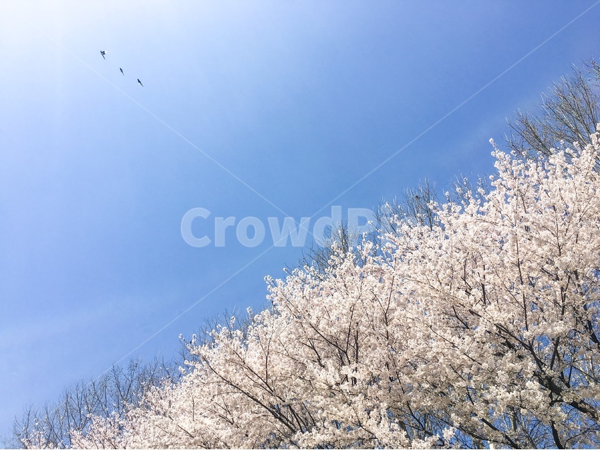 벚꽃,꽃,봄,벚꽃사진,하늘,하늘사진,파란하늘,파란이미지,파란색,분홍색,분홍,벚꽃축제,꽃나무,벚나무,봄이미지,봄사진,봄,계절,spring,season,식물,자연,plants,nature,꽃,flower,bird,새,animal,동물,adventure,모험,leisure activities,레저 활동