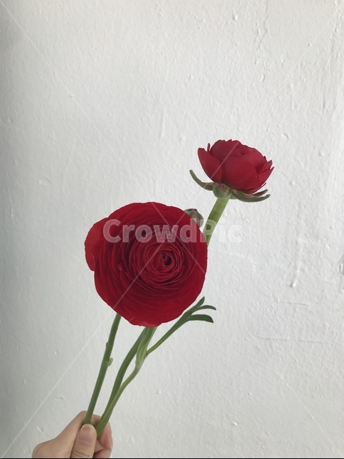 꽃,라넌큘러스,봄꽃,예쁜꽃,flower,ranunculus