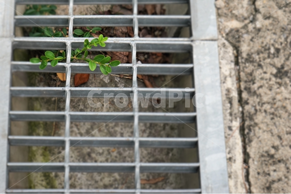 회양목,식물,배수로,시멘트,녹색,생명력,식물,자연,plants,nature