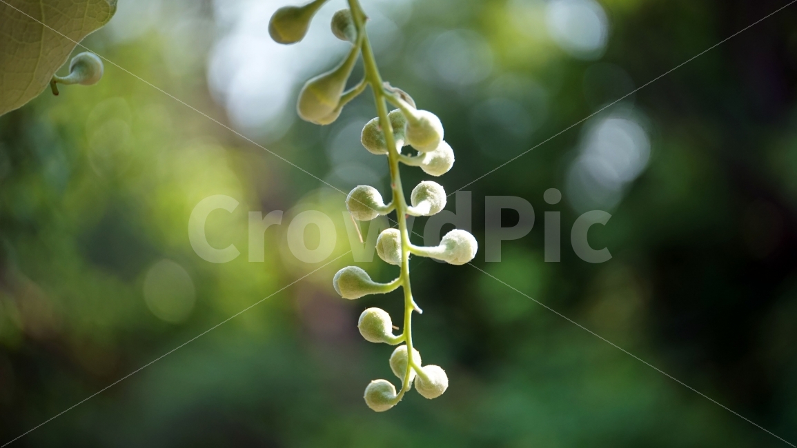 쪽동백,때죽나무과,꽃봉오리,여름꽃,자연,플라워,flower,nature,식물,이파리,숲,빛망울,꽃사진,plants,풍경,landscape,접사,macro,봄,spring,계절,season,한국자연,snap,스냅,클로즈업,closeup,식물,자연,plants,nature