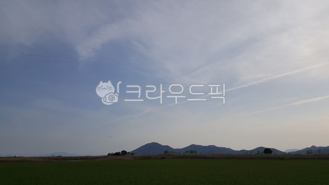 패디필드,자연,field,옥외,필드