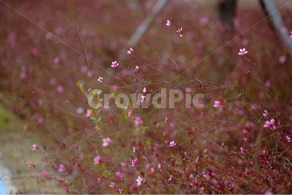 분홍,봄,꽃,핑크,산책,식물,자연,plants,nature,꽃,flower