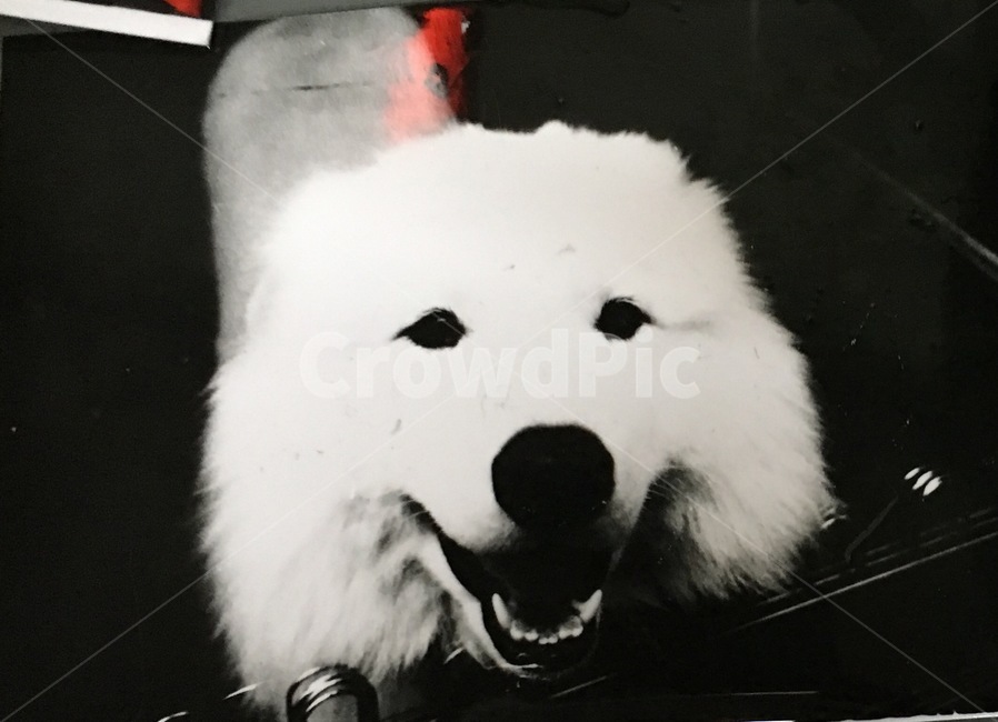 개,동물,웃는동물,사모예드,강아지,동물,animal,포유류,mammal,개,강아지,dog,doggy