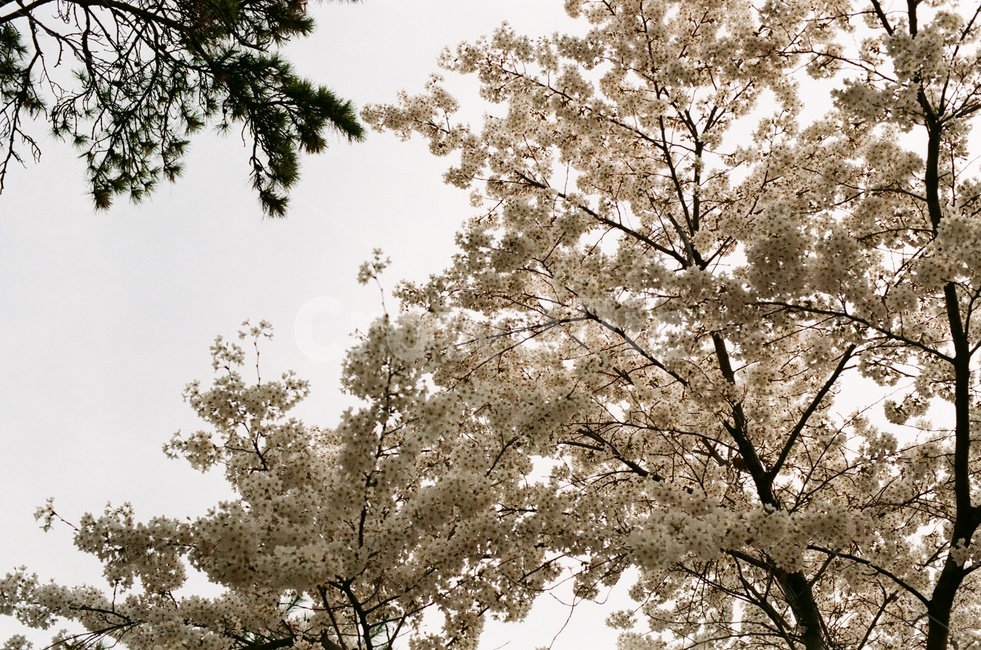 벚꽃,벚나무,cherryblossom,봄,4월,꽃,식물,자연,풍경,꽃잎,나무,sakura,spring,flower,봄,계절,spring,season,식물,자연,plants,nature,나무,trees,wood,plant,cherry blossom,blossom