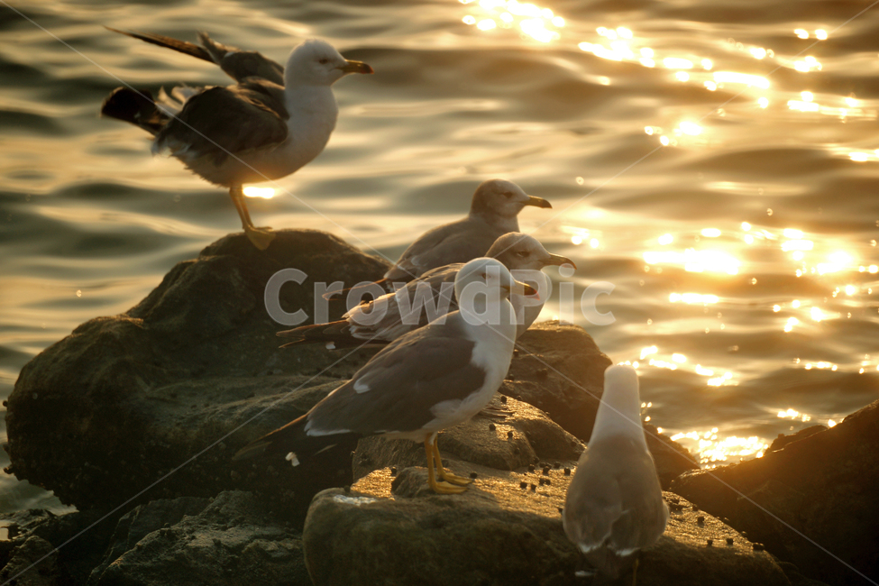 갈매기,새,바닷가,물결,조류,야생,바위,동물,animal,조류,새,birds