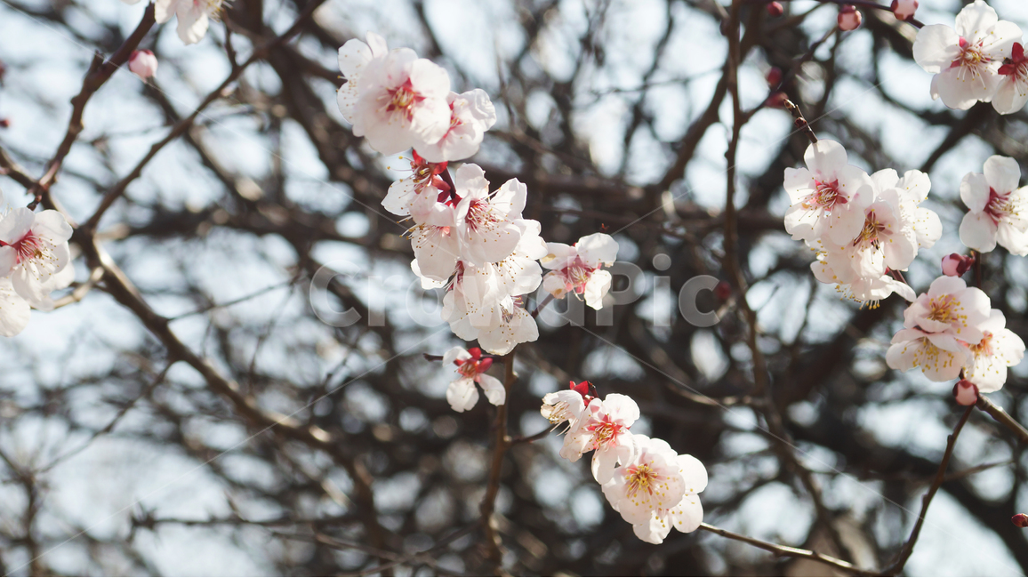 벚꽃,꽃,봄,정서,따뜻함,나뭇가지,오후,감성,봄,계절,spring,season,식물,자연,plants,nature,꽃,flower,plant,blossom