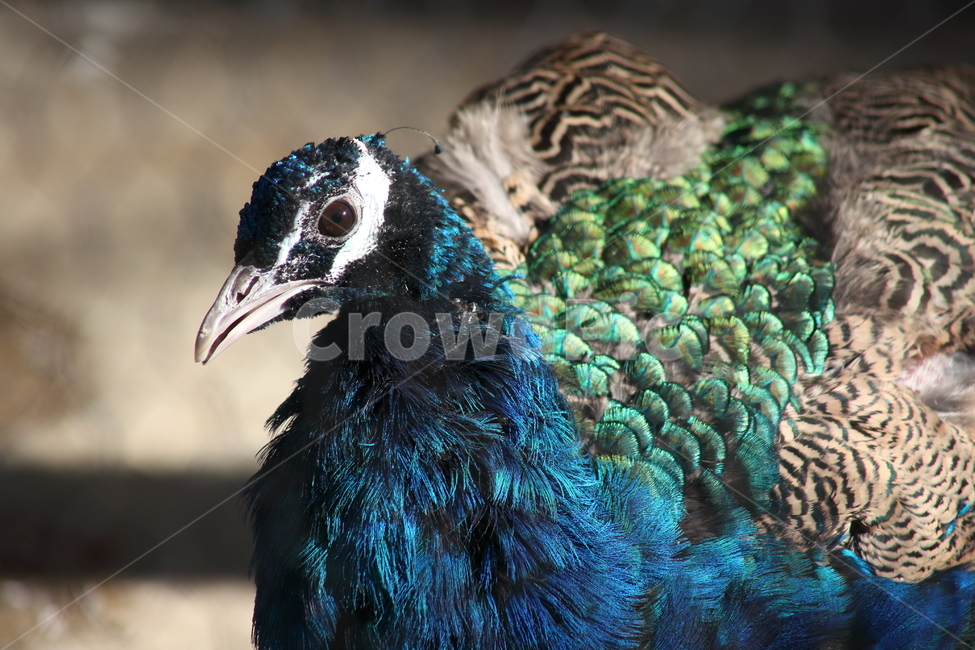 공작,새,동물,조류,peacock,동물,animal,조류,새,birds