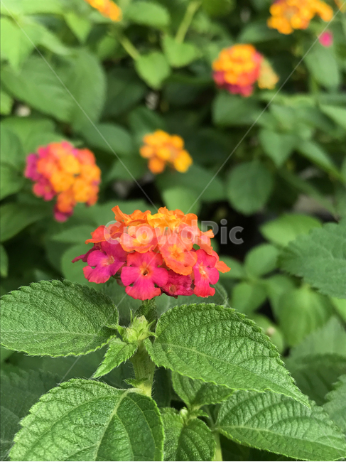 꽃,란타나,plant,flower,blossom,식물,자연,plants,nature,꽃,flower