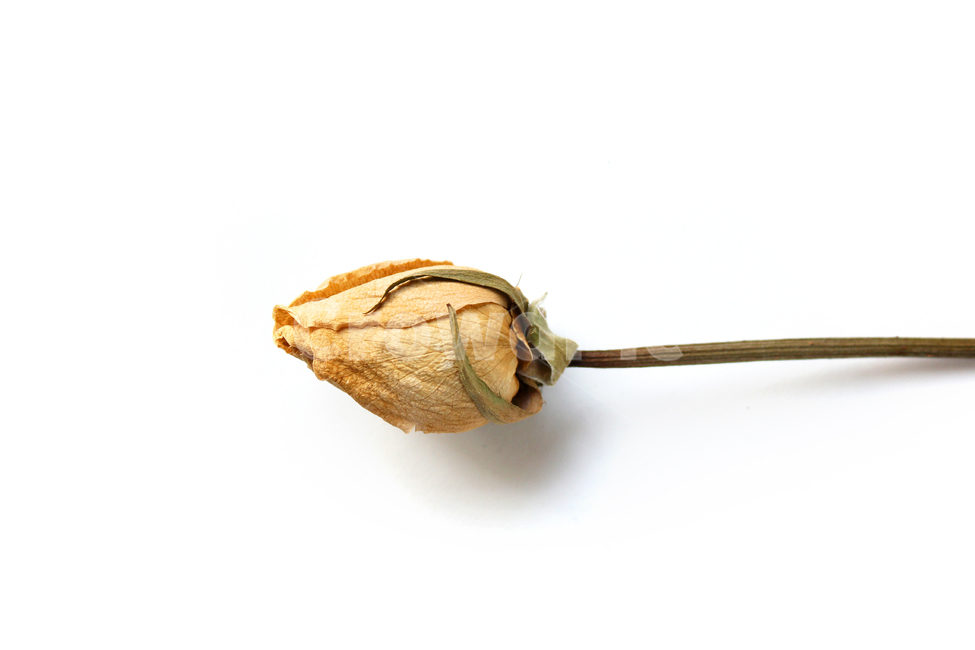 꽃,장미,로즈,장미꽃,플라워,드라이,드라이플라워,말린,말려놓은,마른,노란색,노랑,옐로우,말린장미,식물,자연,flower,dry,dried,dryflower,yellow,green,rose,줄기,dryrose,plant,nature,꽃봉우리,봉우리,흰배경,꽃,flower,누끼,remove background