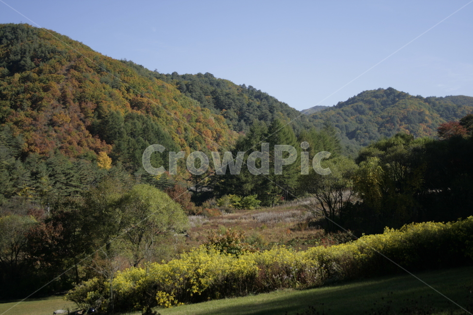 풍경,꽃밭,숲,산국,산,가을,자연,풍경,nature,landscape,plant,식물,tree,나무,fir,전나무,outdoors,옥외