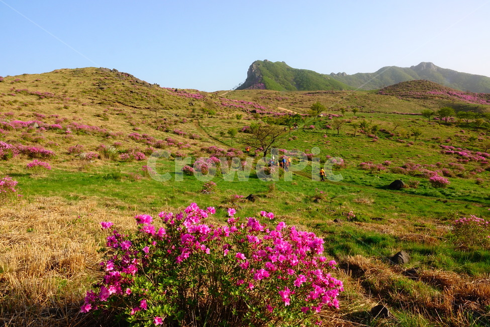 황매산,철쭉,봄,꽃동산,합천,봄,계절,spring,season,자연,풍경,nature,landscape,outdoors,옥외,hill,언덕