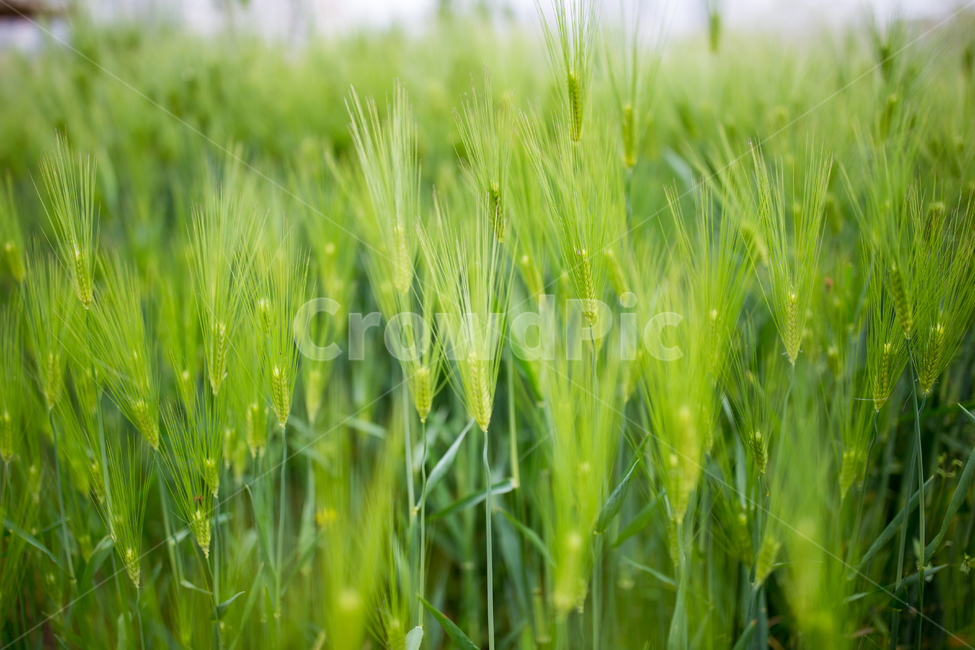 청보리,식물,푸릇푸릇,그린,녹색,스냅,접사,초록,시골,작물,plant,green,풍경배경,배경