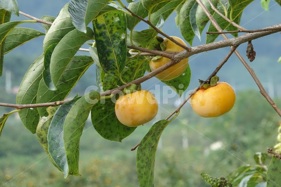 식물,과일,감,가을,열매,과일,열매,fruit