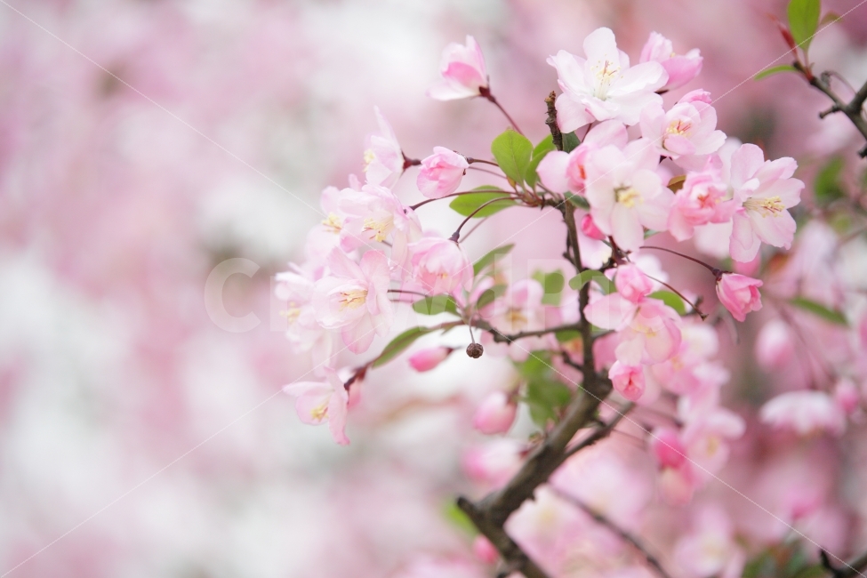 봄꽃,꽃,벚꽃,나무,분홍,석촌호수,느낌,데이트,사랑,식물,자연,plants,nature,감성,sensible,feeling,봄,계절,spring,season,꽃,flower,plant