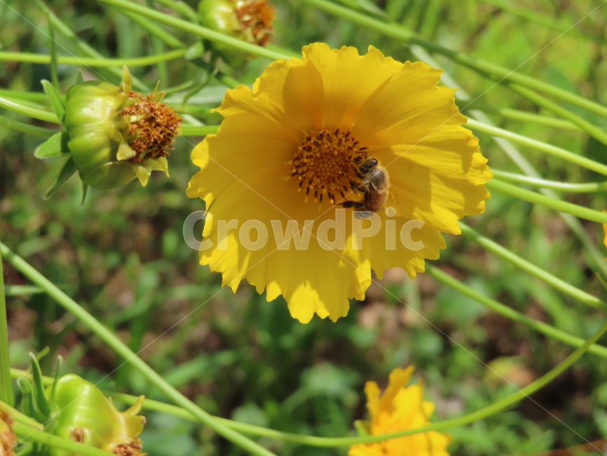 노란색,노란꽃,꿀벌,아름다움,식물,벌레,날벌레,공원,yellow,yellowflowers,honeybees,beauty,plants,bugs,flyingworms,parks