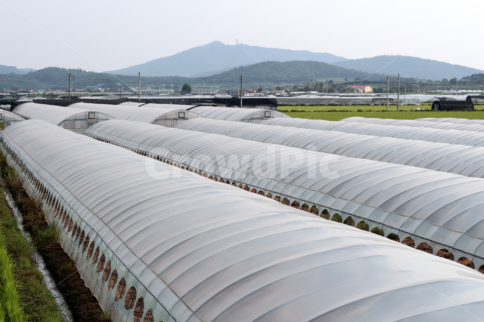 비닐하우스,하우스단지,하우스재배,하우스시설,하우스농작물,농업,농사,agriculture,farming,farming industry