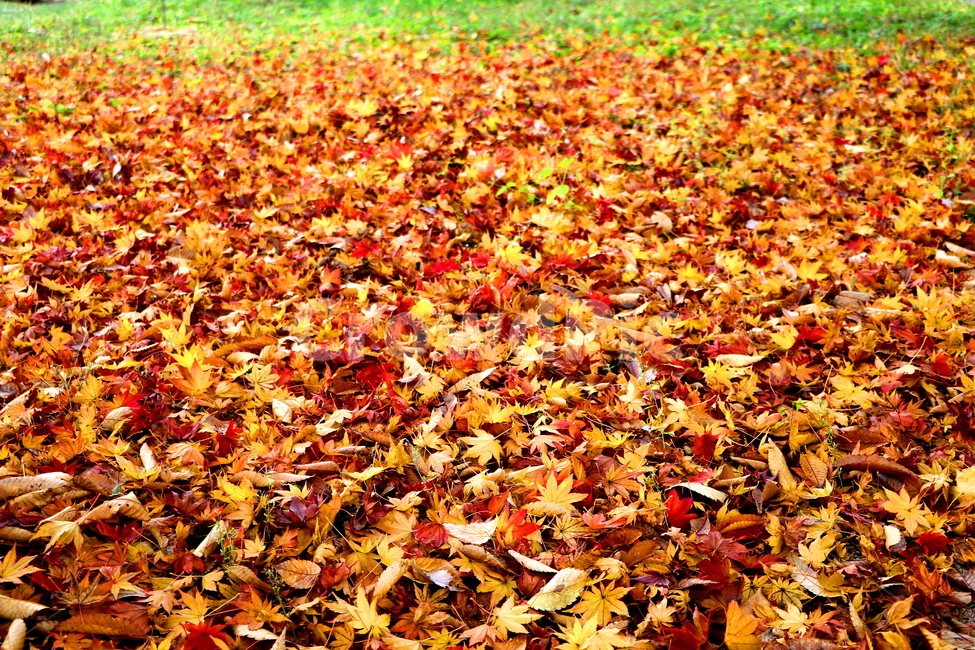 가을,계절,풍경,자연,나무,가을,계절,fall,autumn,season,leaf,잎,plant,식물,ground,바닥,tree
