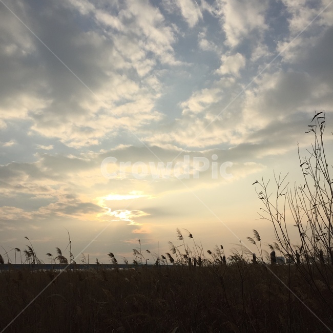 식물,grass,잔디,nature,자연,햇빛,sunlight,옥외,갈대,노을,풍경