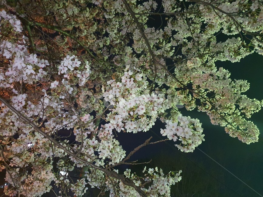 꽃,blossom,벚꽃,야화,야경,cherryblossom,flower,봄꽃