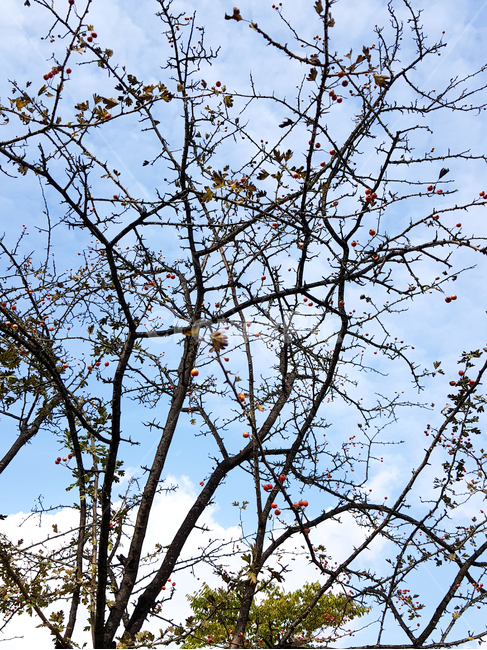 양산,금산근린공원,공원,가을하늘,나무,plant,식물,treetrunk,나무줄기,가을,하늘,푸른하늘,sky,azuresky,옥외,outdoors,nature,자연,풍경,nature,landscape,tree