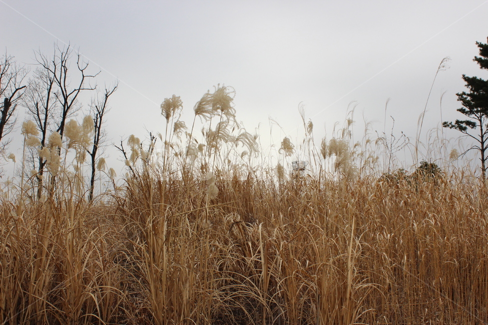 갈대,갈대밭,가을,fall,reed,가을,계절,fall,autumn,season,grass,잔디,plant,식물,lawn