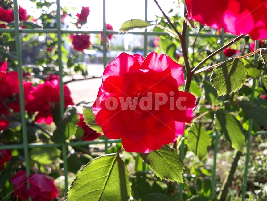 장미,붉은색,장미꽃,빨강,red,rose,식물,자연,plants,nature,꽃,flower