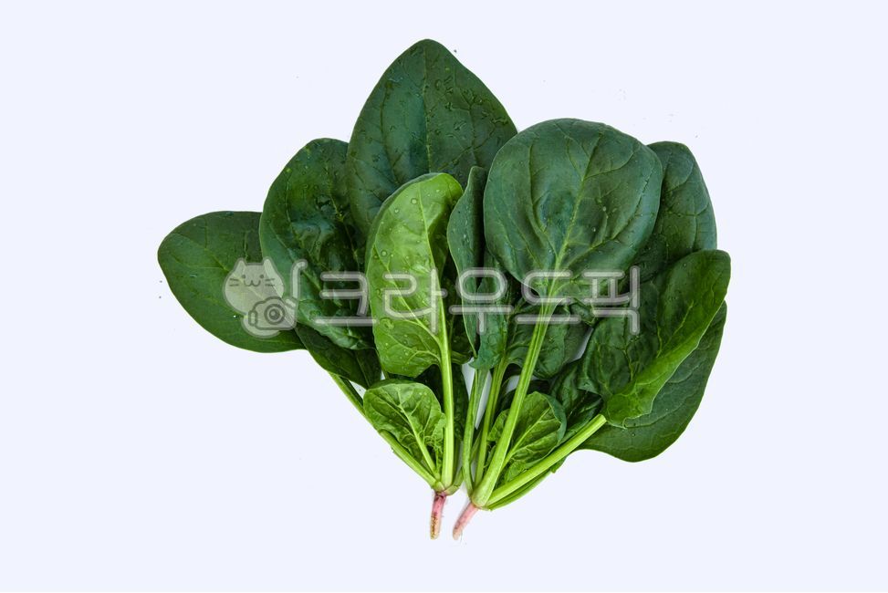 spinach,시금치,food,식물,plant,vegetable,건강,식품,식탁,푸른,녹색,야채,채소,음식,나물,채소,야채,vegetables
