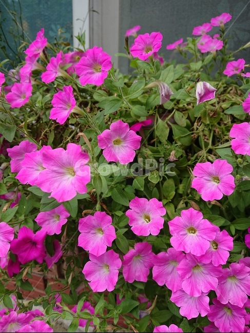 blossom,꽃,plant,식물,flower,제라늄,식물,자연,plants,nature,꽃,flower