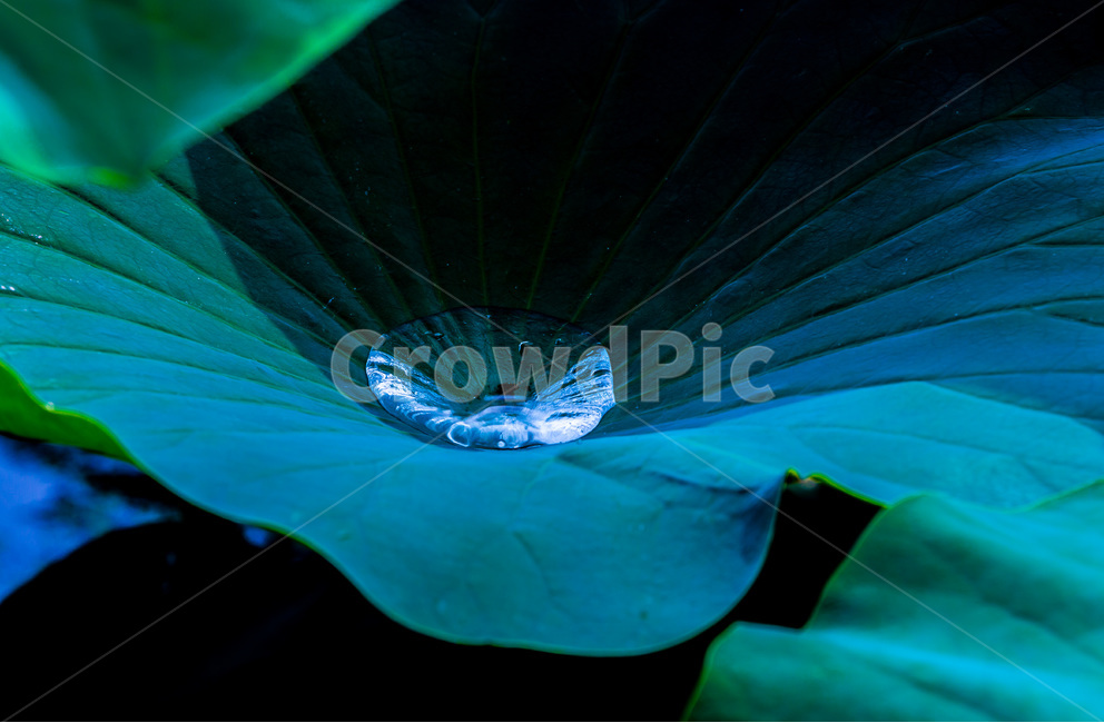연잎,패턴,문양,무늬,물방울,식물,자연,plants,nature