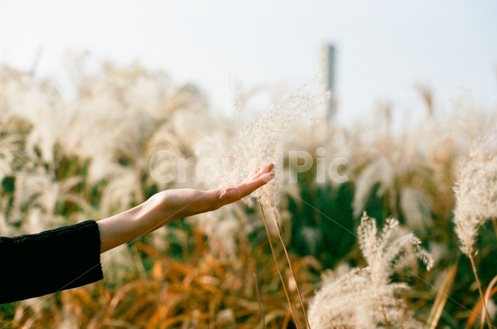 가을,억새,손,갈대,공원,산책,감성,가을,계절,fall,autumn,season,식물,자연,plants,nature,사람,인물,인간,human,person,신체일부,몸,body,감성,sensible,feeling,finger,손가락