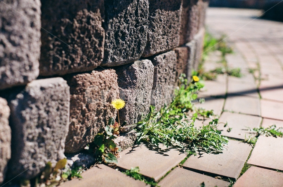 꽃,민들레,돌,담벼락,길,도로,노란꽃,노란색,돌담,flower,yellow,식물,자연