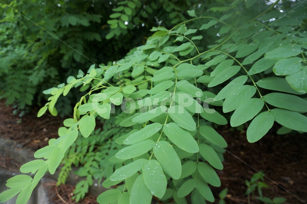 잎,leaf,plant,식물,자연,초록잎,물방울,빗방울,비,식물,자연,plants,nature