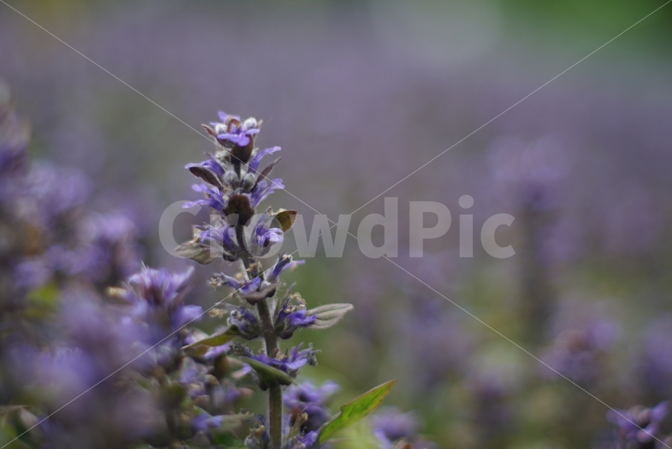 식물,꽃,라벤더,보라,Violet,Lavender,식물,자연,plants,nature,꽃,flower