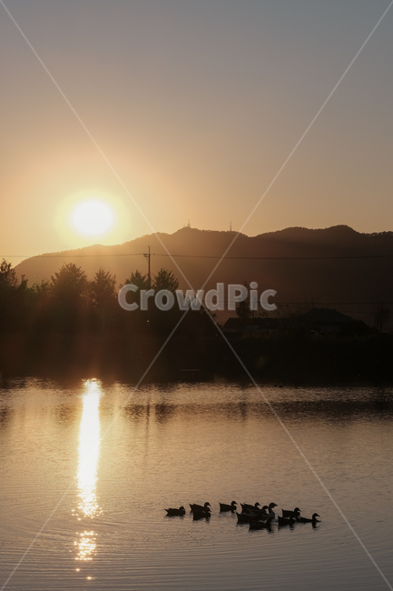 역광,석양,오리,자연,풍경,flare,플레어,light,빛,nature,자연,풍경,nature,landscape
