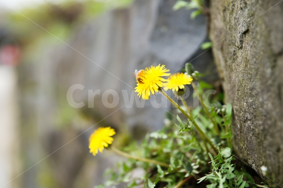 bee,vitality,yellow,stonewall,dandelion flower,dandelion,flower