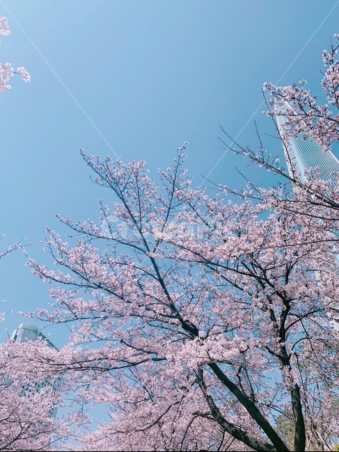 blossom,벚꽃,cherryblossom,봄,하늘
