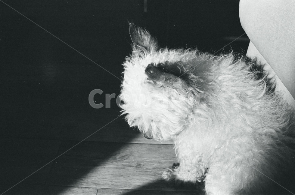 흑백,노견,개,반려견,dog,동물,animal,포유류,mammal,개,강아지,dog,doggy,흑백,모노톤,monochrome,black and white