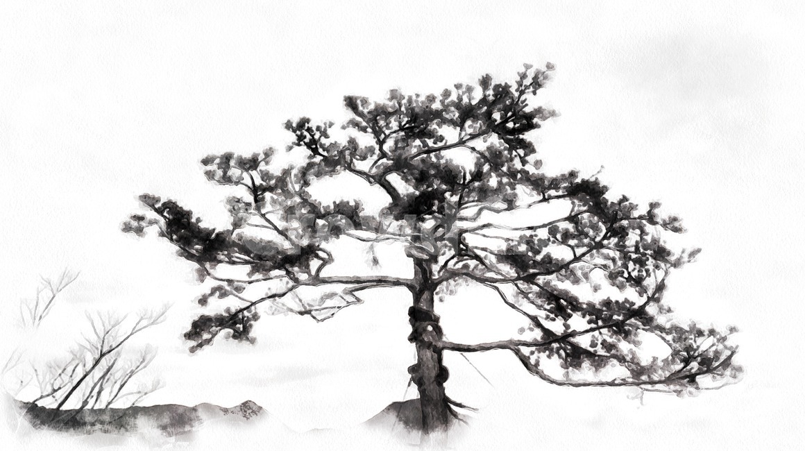 소나무,tree,식물,plant,흑백,그림