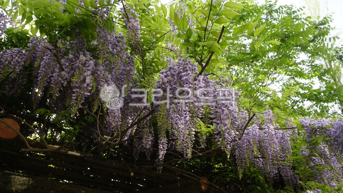 정원,flower,nature,자연,보라,퍼플,등나무꽃