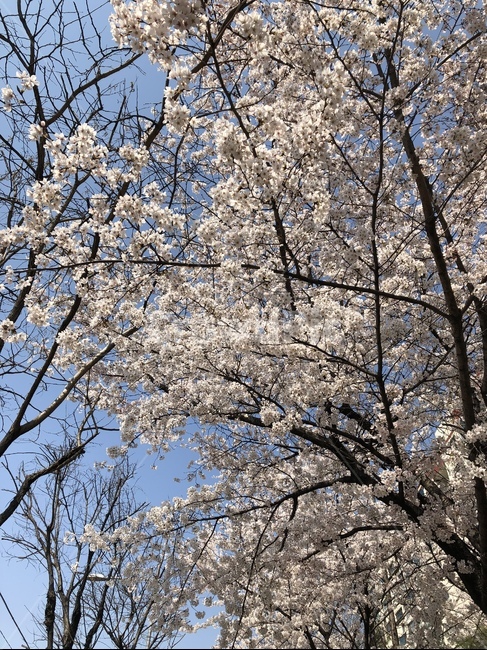 한국,서울,벚꽃,꽃,봄,korea,seoul,cherryblossom,flower,자연풍경