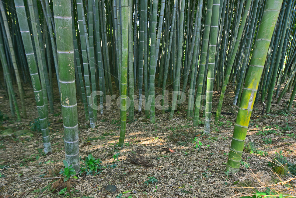 monocot plant,line,bamboogrove,bamboo field,tree trunk,leaves,bamboo forest,green,tree,downright,evergreen,bamboo,environment,rice tree,plant,word,Drawing department,Straight,Greenery
