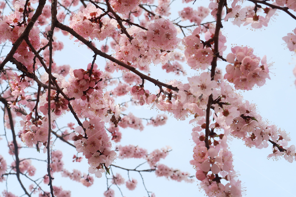 봄,벚꽃,꽃,spring,cherryblossom,꽃송이,flower,분홍,핑크,나무,벚나무,봄,계절,spring,season,식물,자연,plants,nature,꽃,flower,plant,blossom
