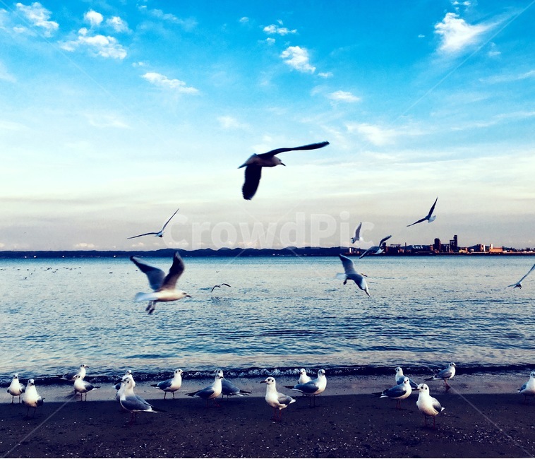 갈매기,자연,바다,풍경,블루,해변,바다,beach,sea,동물,animal,조류,새,birds