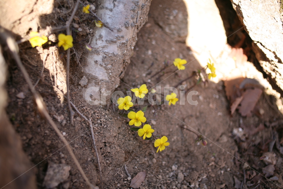 꽃,야생화,들꽃,flower,산