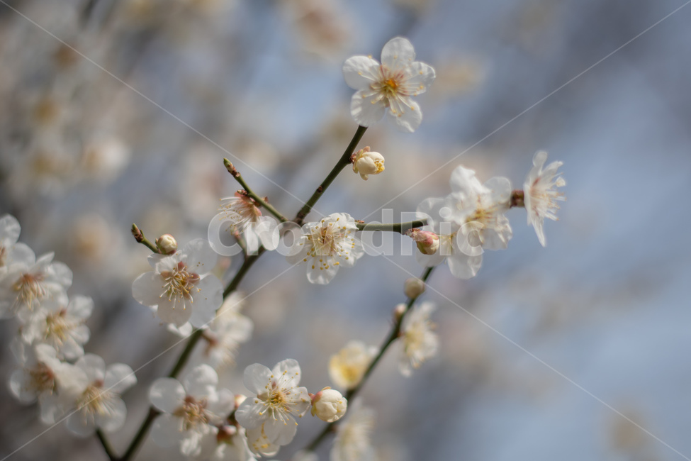 꽃,매화,flower,식물,봄