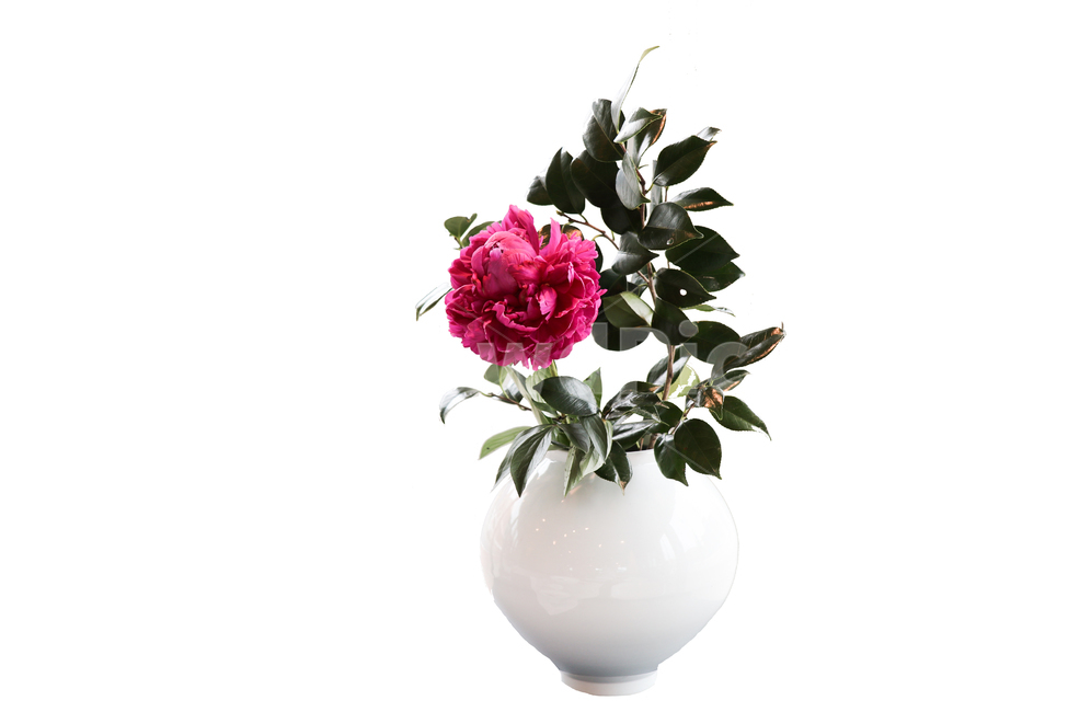 꽃,화병,초록잎,빨간꽃,식물,flower,plant,pinkflowers,pink,식물,자연,plants,nature,꽃,flower,실내용화초,화분,화초,house plant,누끼,remove background