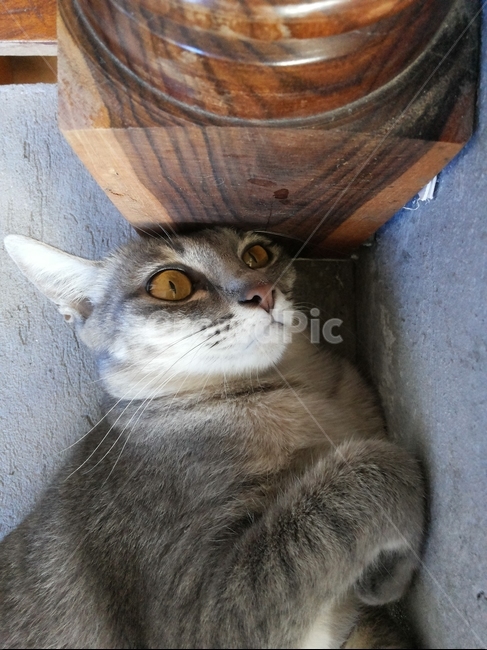 고양이,동물,아기고양이,cat,kitten